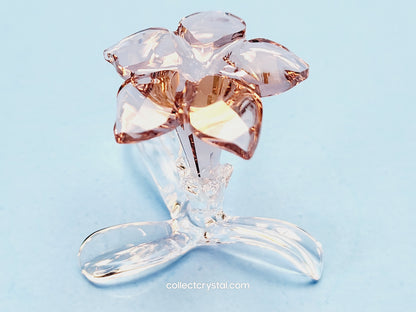 SCS Members Desert Rose Flower