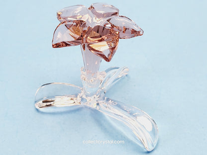 SCS Members Desert Rose Flower