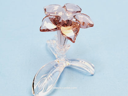 SCS Members Desert Rose Flower