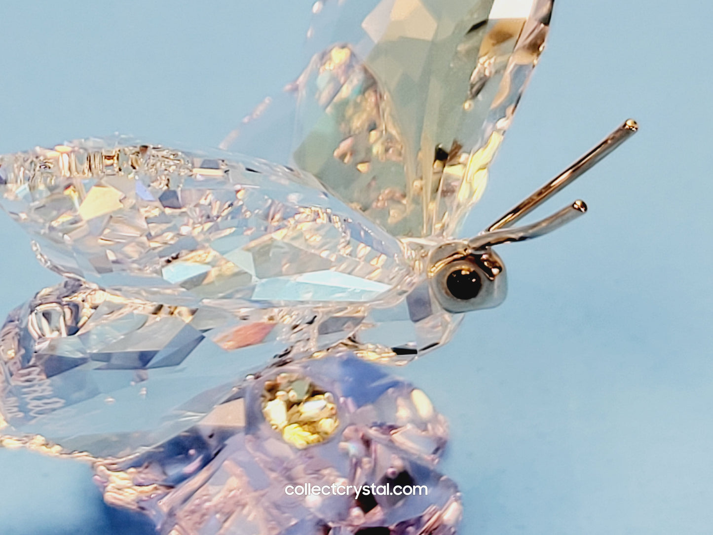 Butterfly SCS Event 2013  1142859 Figurine