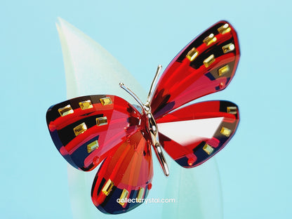 Paradise Butterfly, Adena light siam 622737