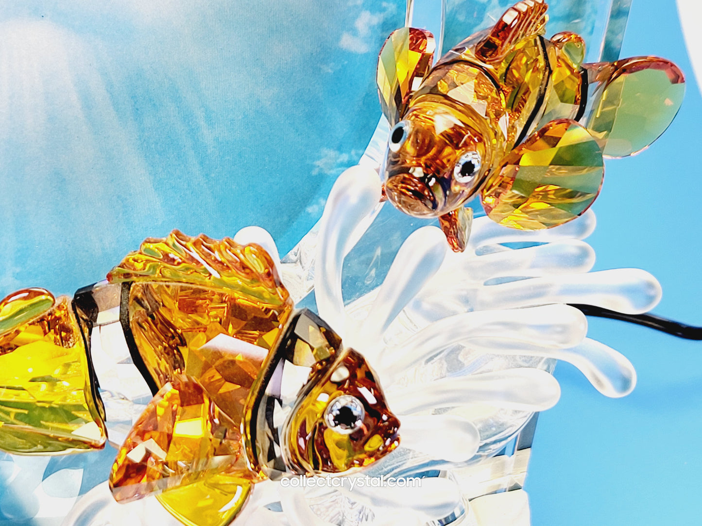 Wonders of the Sea Complete Set ANNUAL EDITION  – COLOR Harmony, Eternity & Community