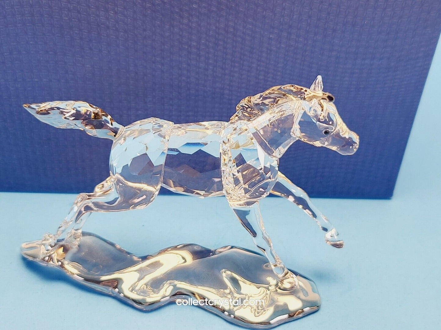 SCS Annual Edition Companion 2014 Esperanza Foal 5004729